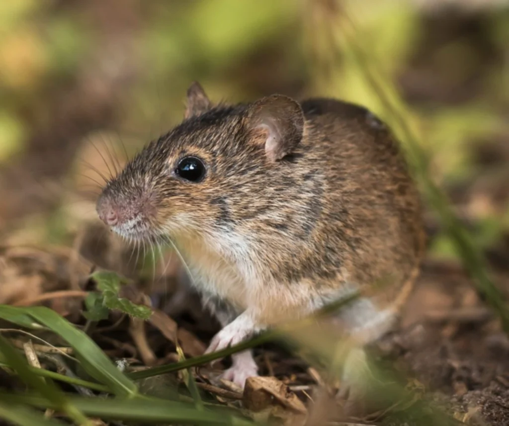 Rat removal and control in Everett, WA
