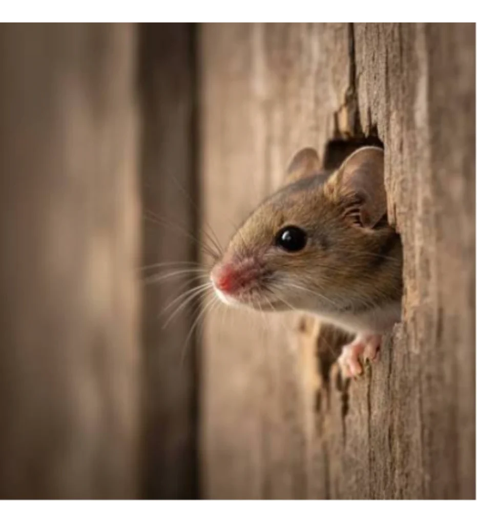 Field mouse foraging for food scraps along a kitchen baseboard
