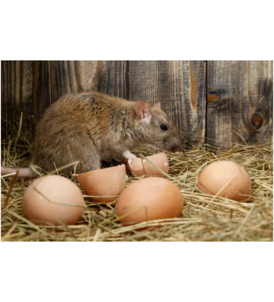 Wild rodent chewing on an egg inside a backyard chicken coop